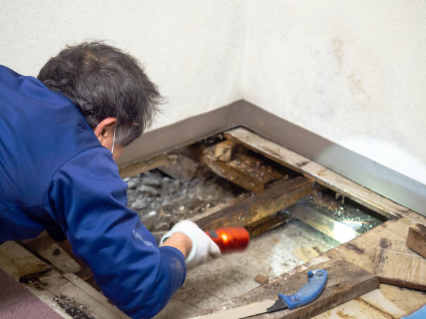 Best Mold Remediation Experts  in West Laurel, MD