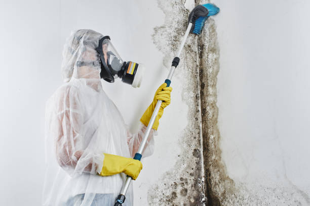 Best Mold Damage Repair  in West Laurel, MD