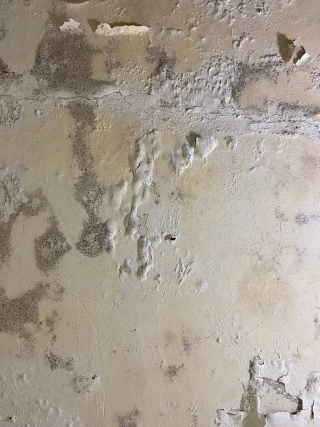 Best Office Mold Removal Services  in West Laurel, MD