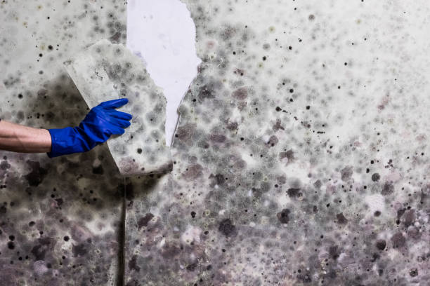 Best Toxic Mold Removal  in West Laurel, MD