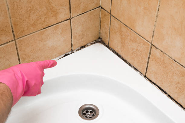 Best Black Mold Removal  in West Laurel, MD
